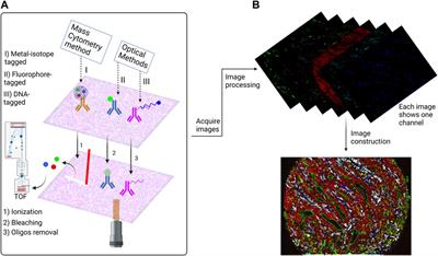 A review on deep learning applications in highly multiplexed tissue imaging data analysis